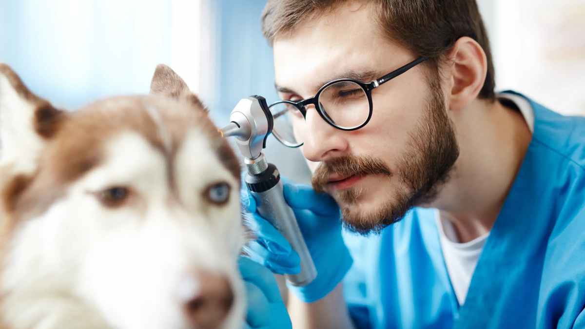 Is Owning a Vet Clinic Profitable?
