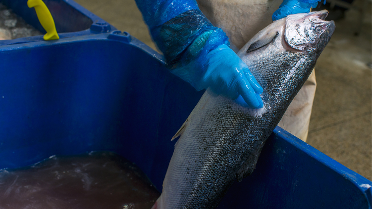 Future Trends in Fish Processing Within Maritime Industries